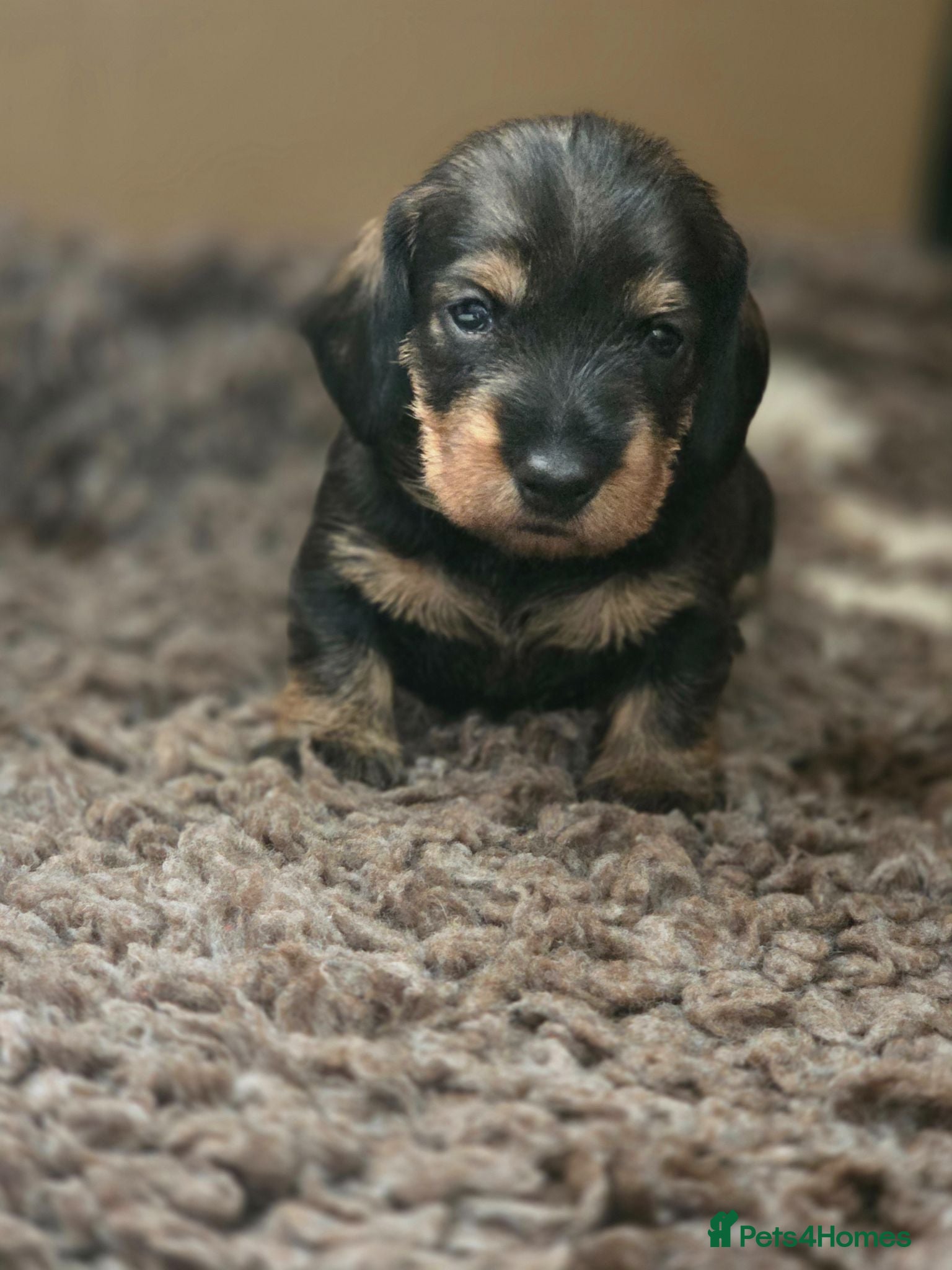 Dachshund dogs Wirehaired Dachshunds puppies - Advert 20