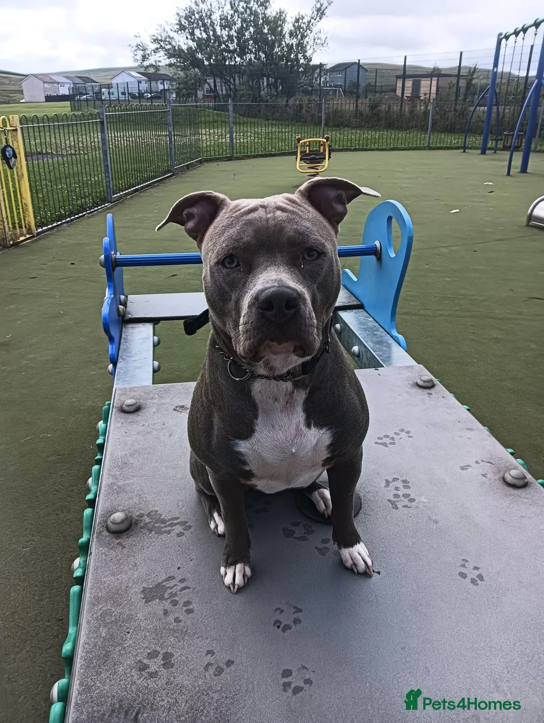 American Bully dogs for sale: Dog/ puppy looking for good home  in Lanark - Advert 2
