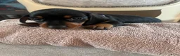Dachshund dogs for sale: Dachshund puppies in Leeds - Advert 6