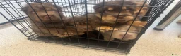 Shar Pei dogs for stud: Choc and tan top quality Sharpei stud  - Advert 16