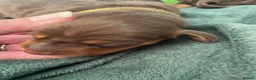 Miniature Dachshund dogs for sale: Stunning Chocolate & Tan Miniature Dachshund  - Advert 13