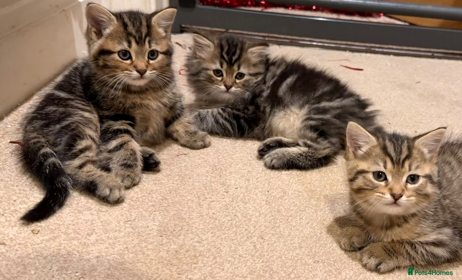 Persian cats Beautiful Persian Cross Kittens - 4 little ladies - Advert 1