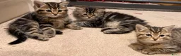 Persian cats for sale: Beautiful Persian Cross Kittens - 4 little ladies - Advert 1