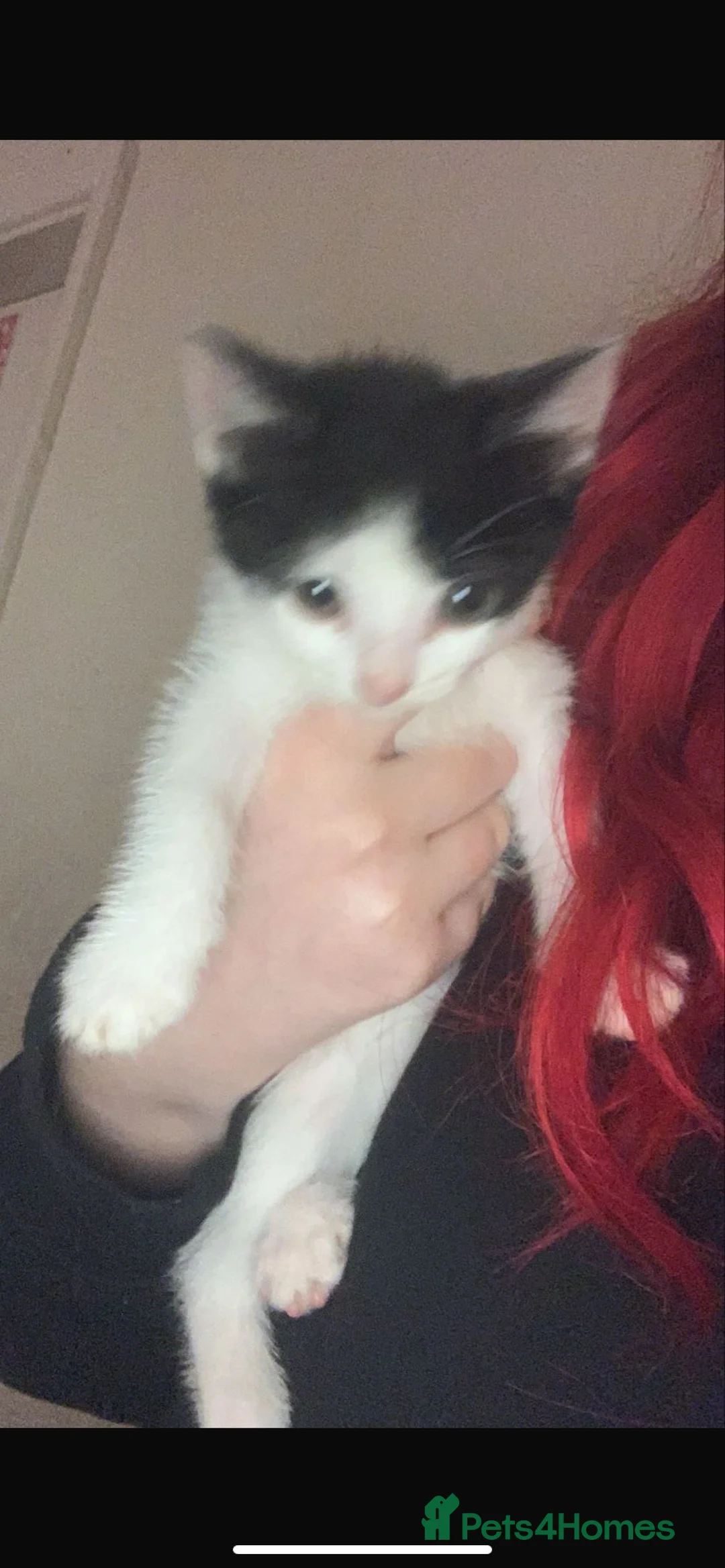 Mixed Breed cats for sale: Stunning White Kittens – Ready Now - Advert 2