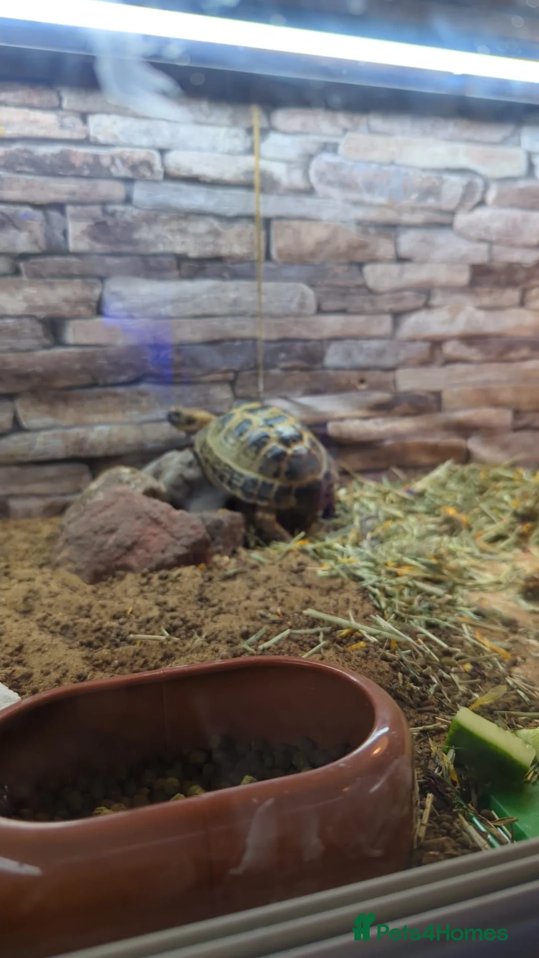Tortoise reptiles for sale: Horsefeild male tortoise  in Annan - Advert 2