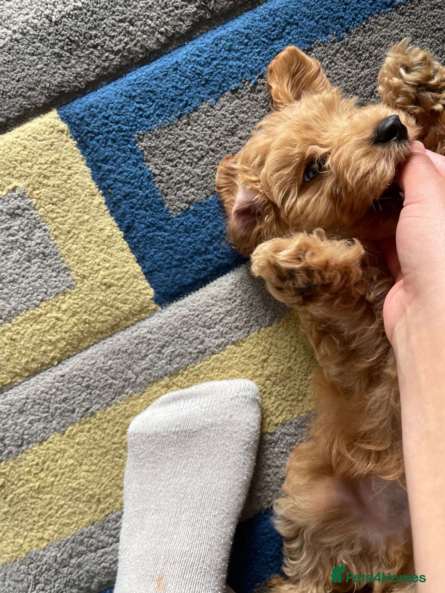 Cavapoo dogs for stud: Teddy – Available for Stud in Romford - Advert 14