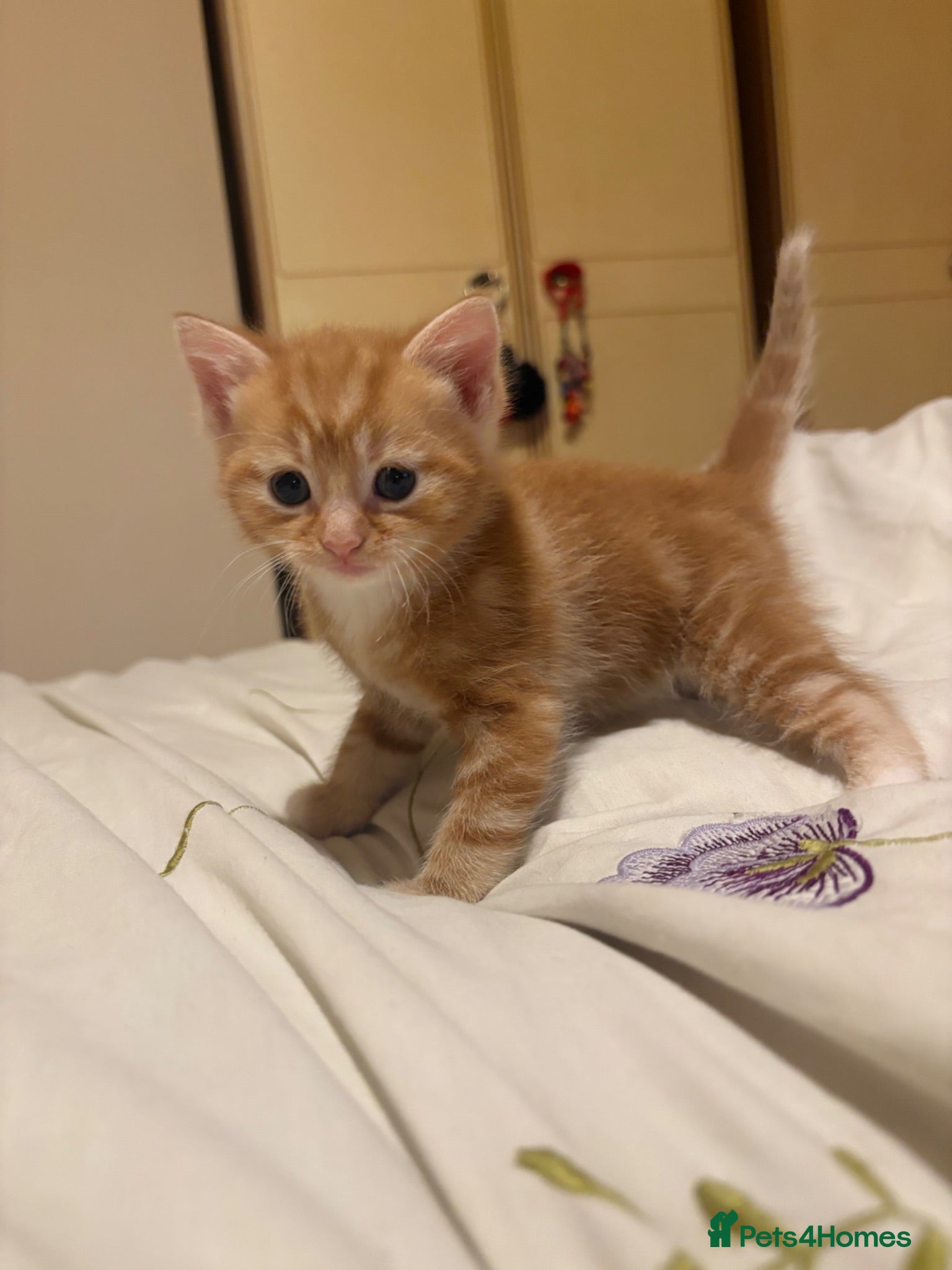 Mixed Breed cats 3 gorgeous fluffy kittens - Advert 1