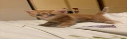 Mixed Breed cats for sale: 3 gorgeous fluffy kittens - Advert 4