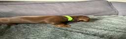 Dachshund dogs for sale: Miniature Dashund puppies - Advert 10