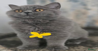 British Shorthair cats - Advert 4