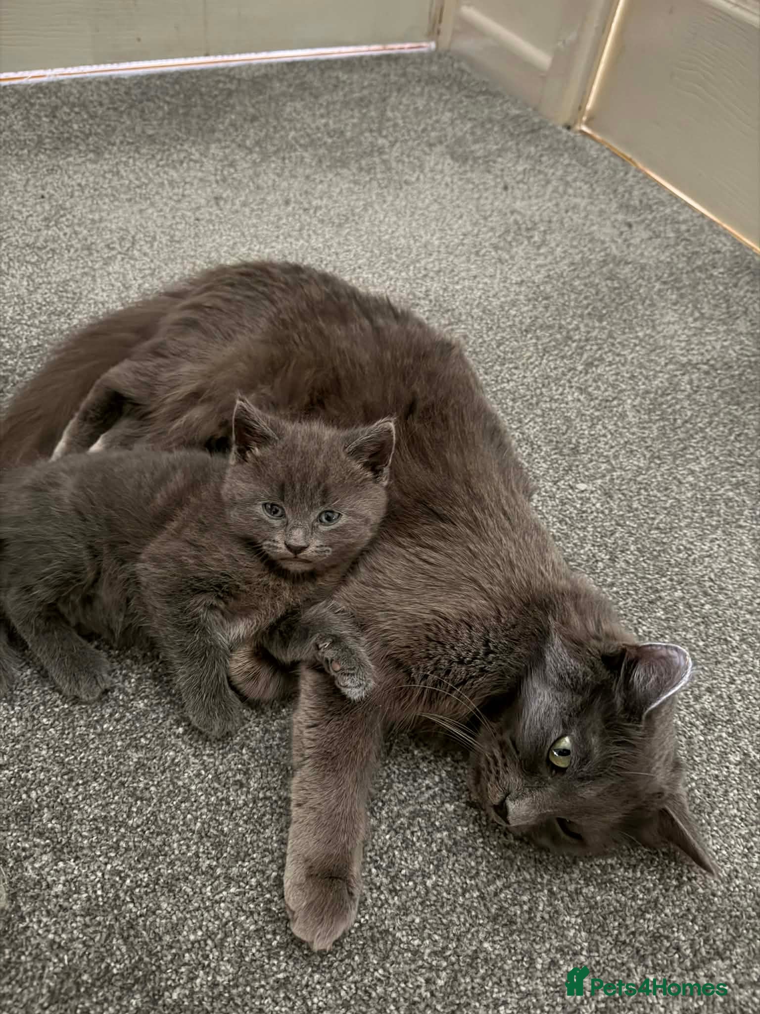 Mixed Breed cats Grey boy - Advert 1