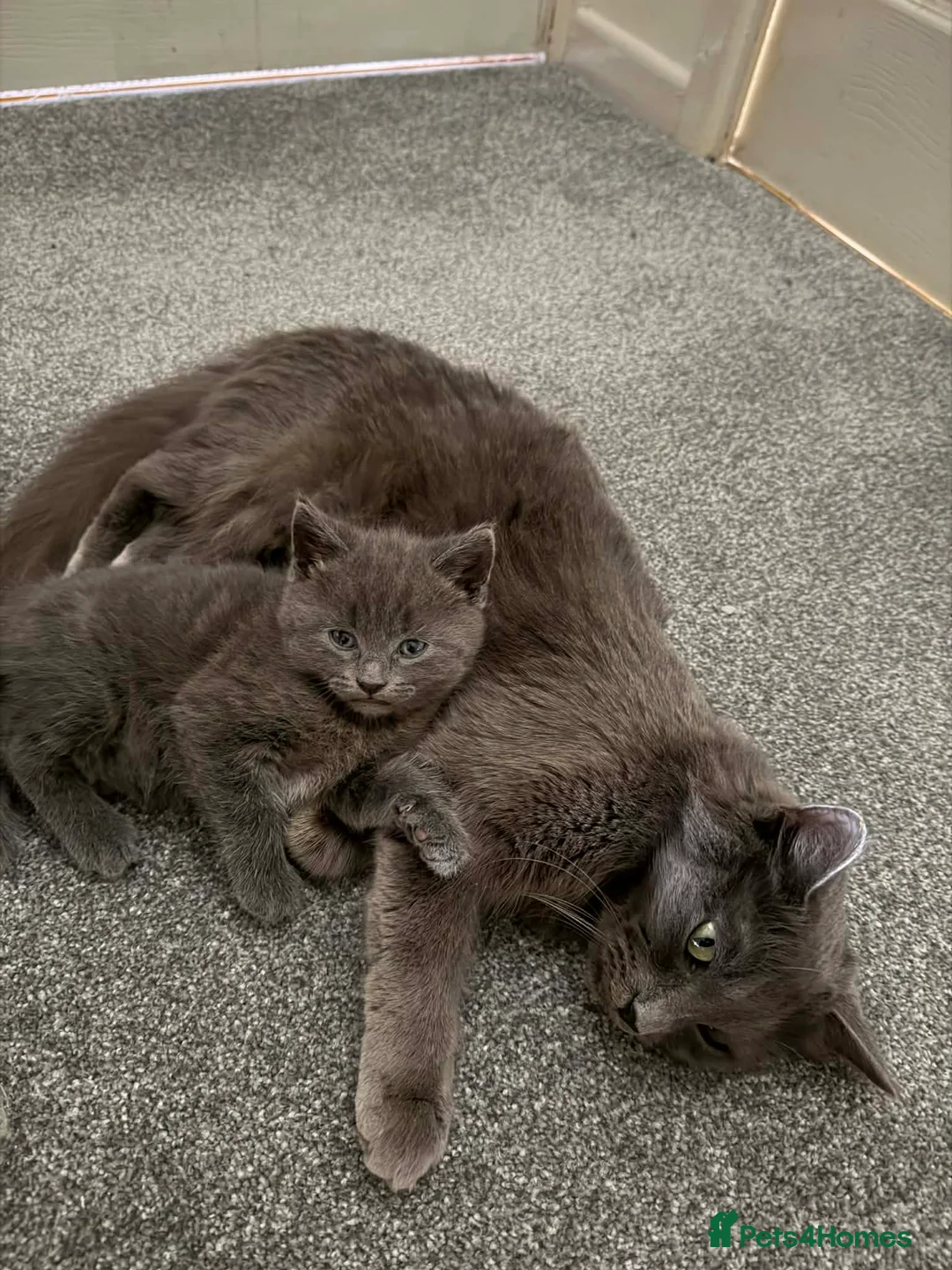 Mixed Breed cats for sale: Grey boy - Advert 1