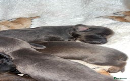 Miniature Dachshund dogs for sale: Stunning miniature dachshund puppies  - Image 13