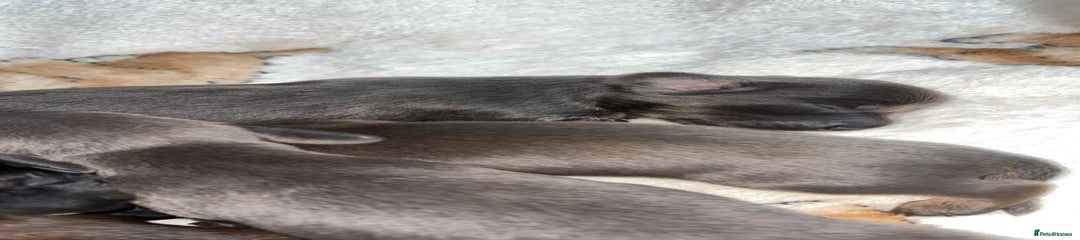 Miniature Dachshund Puppy 2