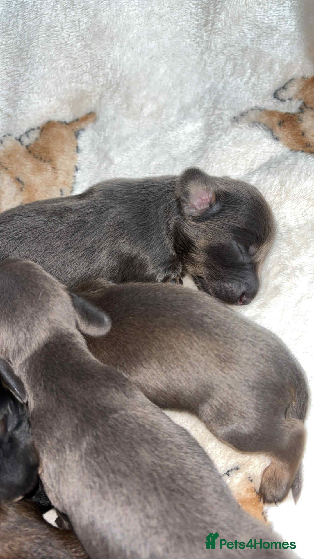 Miniature Dachshund dogs for sale: Stunning miniature dachshund puppies  - Image 13