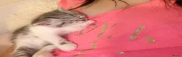 British Shorthair cats for sale: 2 Cute British Shorthair Kittens in Harrow - Advert 7