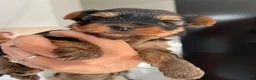 Yorkshire Terrier dogs for sale: KC  miniature Yorkshire terrier puppy girl - Advert 2