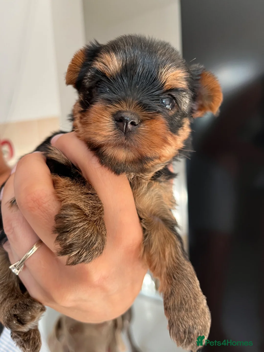 Yorkshire Terrier dogs for sale: KC  miniature Yorkshire terrier puppy girl - Advert 2