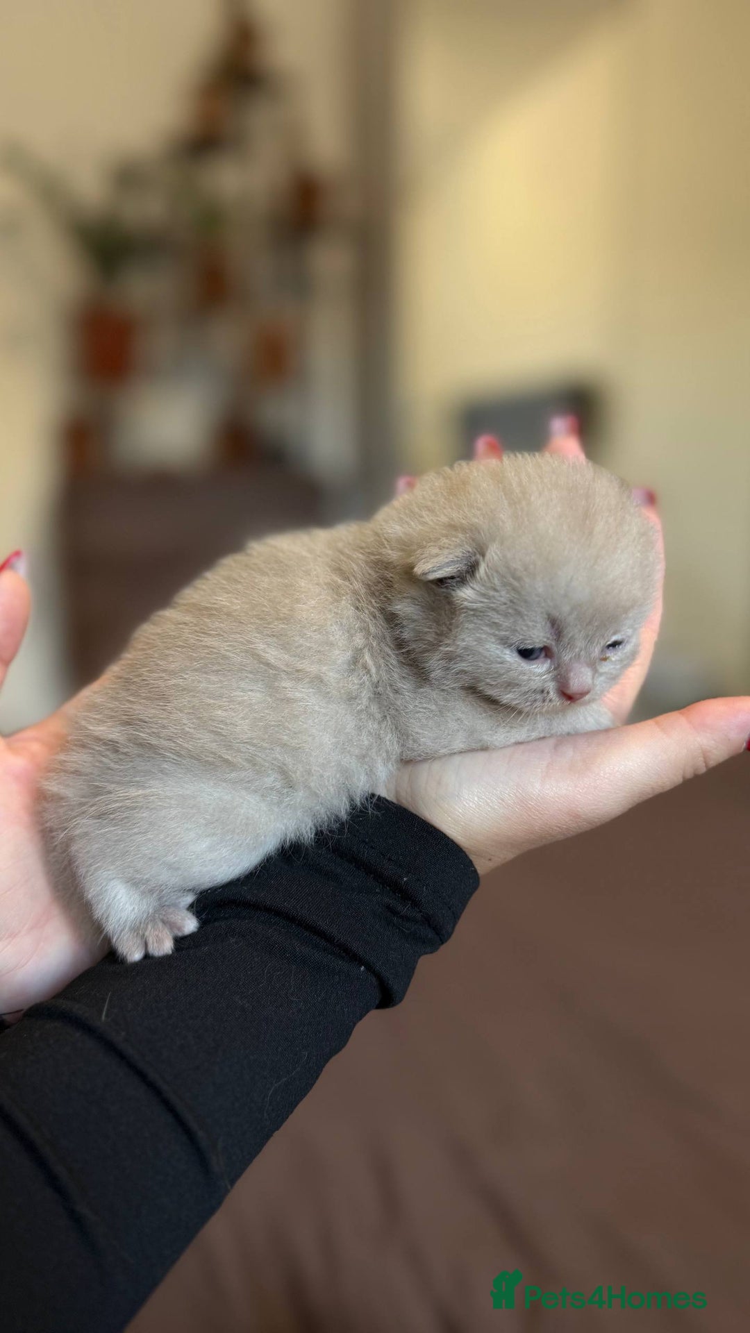 British Shorthair cats for sale: Luxury British Shorthair Kittens | Cinnamon & Fawn - Advert 7