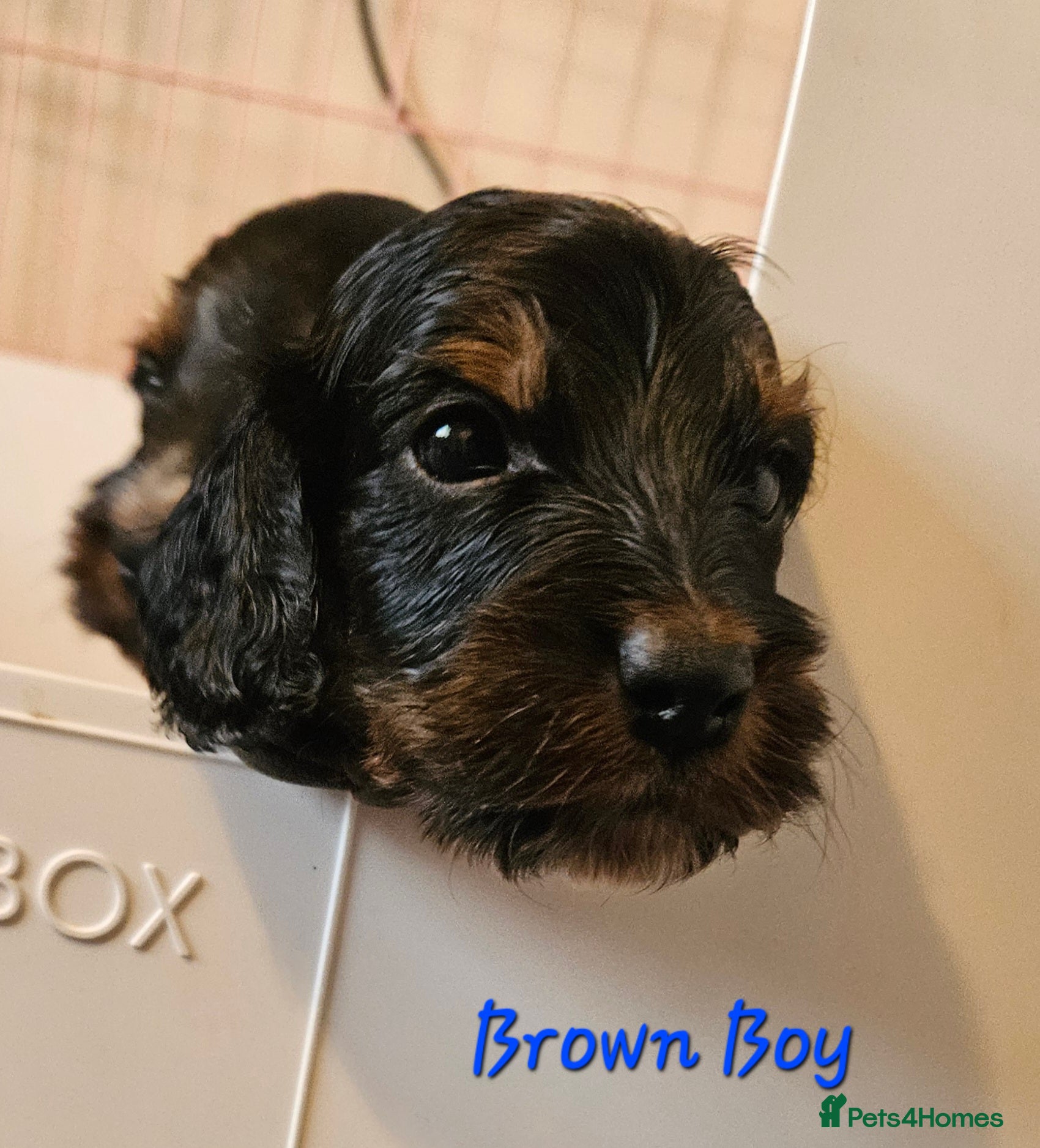 Cockapoo dogs Licensed insured breeder! Show-type cockapoo boys - Advert 2