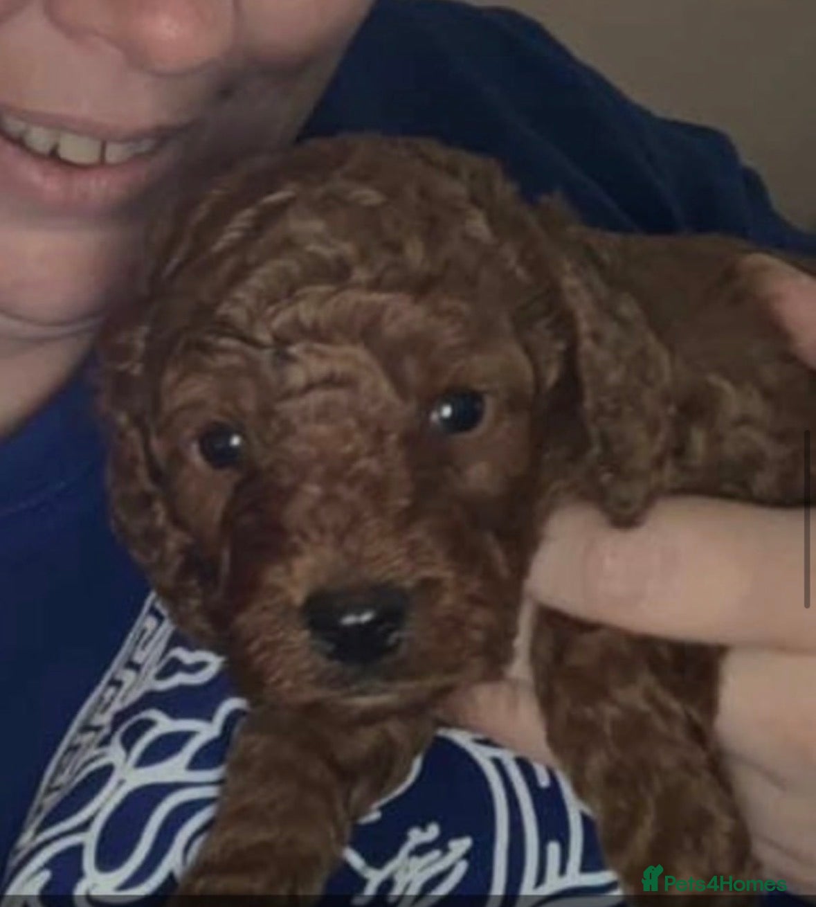 Cockapoo dogs for stud: 🐾 Proven Deep Red F1b Cockapoo Stud Available 🐾 - Advert 8