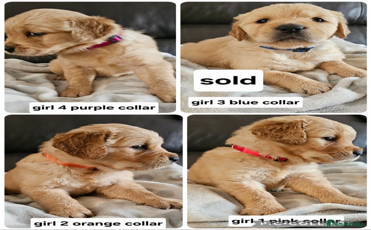 Golden Retriever dogs  golden retriever pups - Advert 1