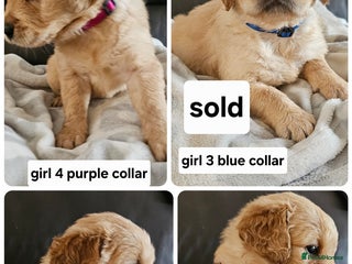Golden Retriever dogs golden retriever pups - Advert 7