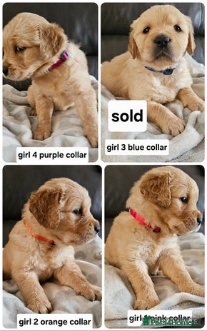Golden Retriever dogs golden retriever pups - Advert 1