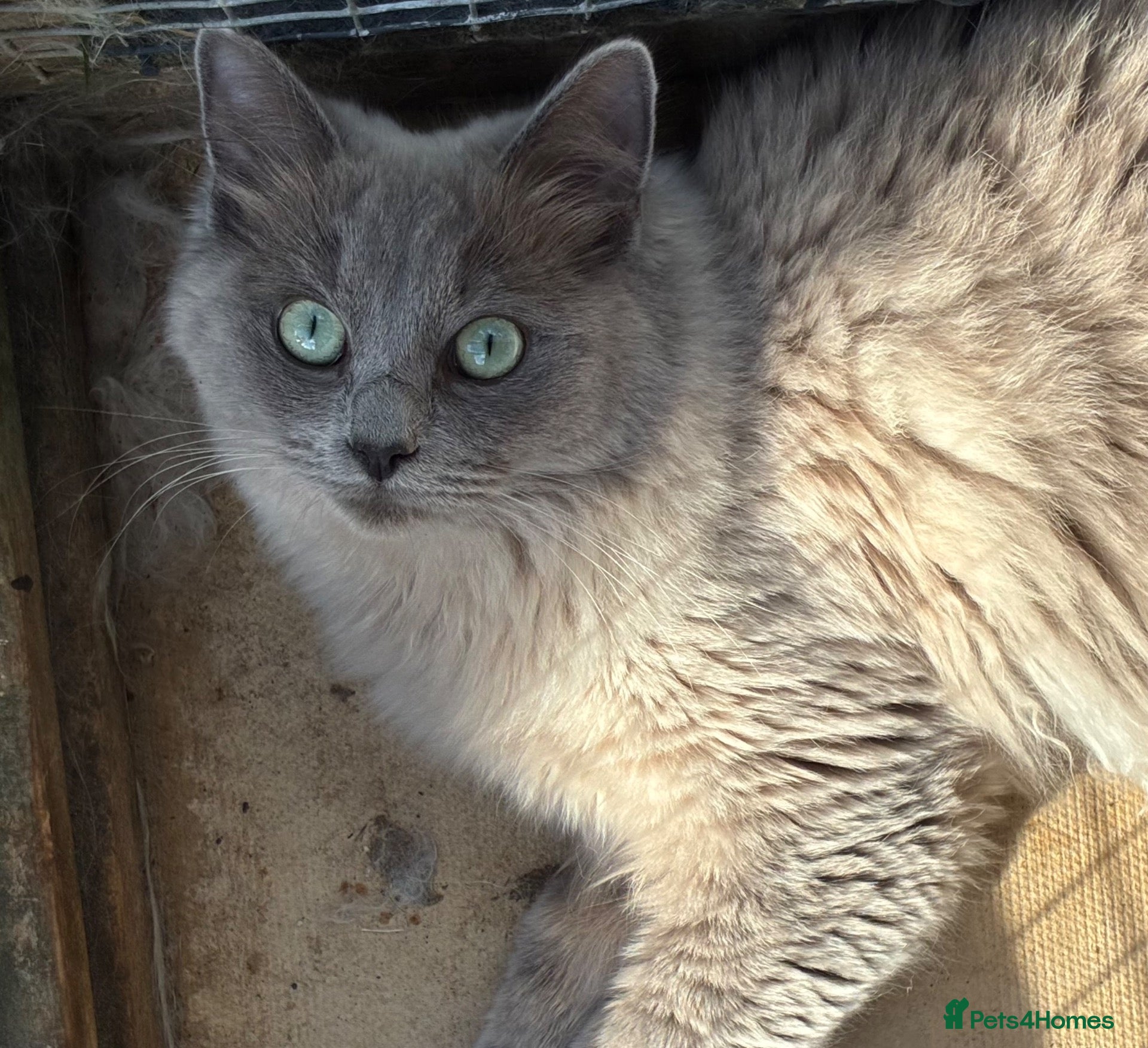 Ragdoll cats Blue sepia pedigree registered female - Advert 1