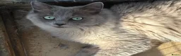 Ragdoll cats for sale: Blue sepia pedigree registered female - Advert 1