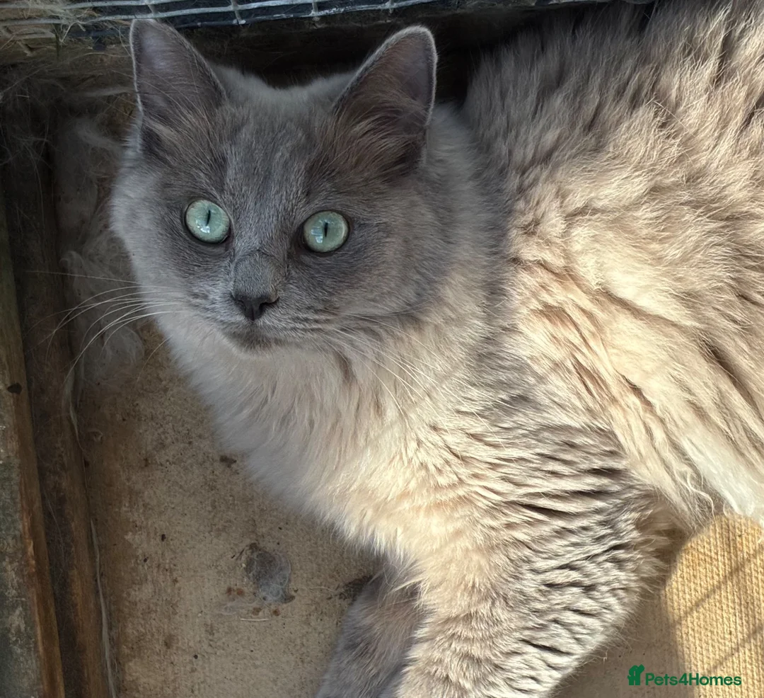Ragdoll cats for sale: Blue sepia pedigree registered female - Advert 1