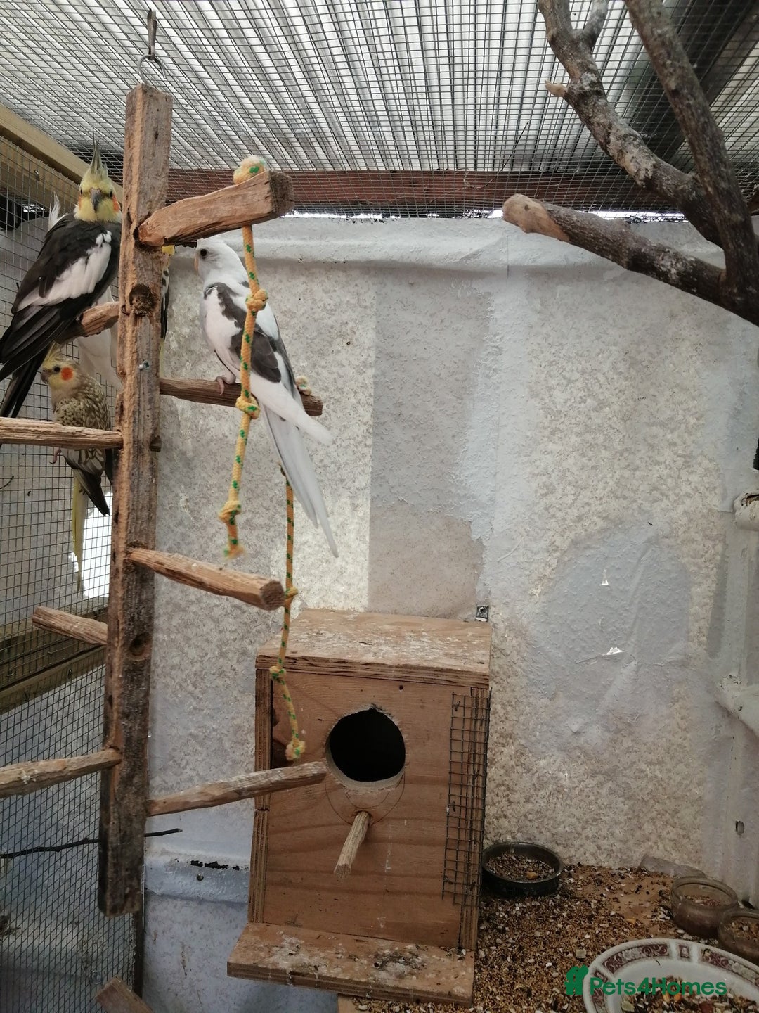 Parakeets birds for sale: proven and bonded pair - Image 2
