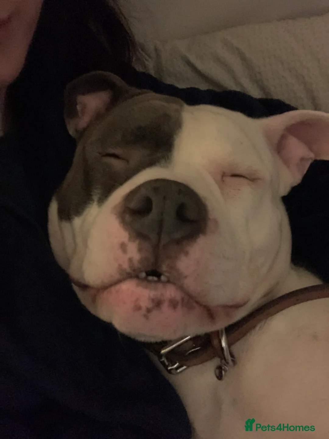 Mixed Breed dogs for sale: Rehoming my boy in Kilmarnock - Advert 2