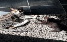 British Shorthair cats for sale: FREE Male kitten  - Image 5