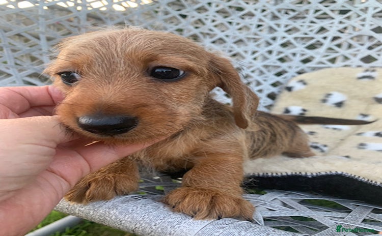 Miniature Dachshund dogs - Advert 10