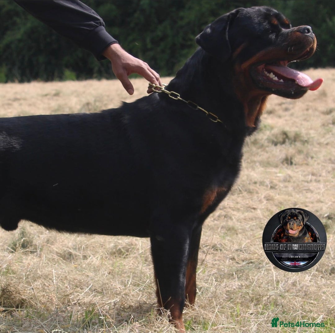 Rottweiler dogs for sale: Top KC Registered Rottweiler Puppies For Sale - Image 30