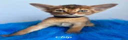 Abyssinian cats for sale: Adorable Abyssinian kittens - Advert 4