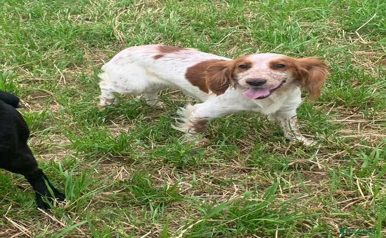 Cocker Spaniel dogs - Advert 9