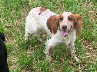 Cocker Spaniel dogs - Advert 19