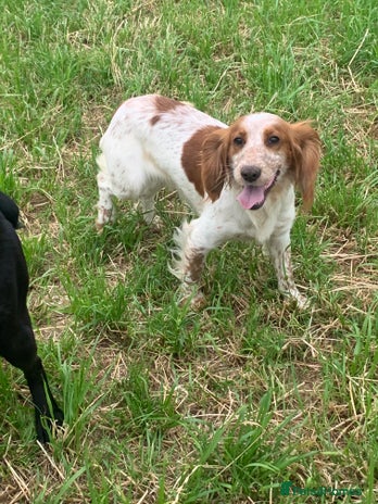 Cocker Spaniel dogs - Advert 4