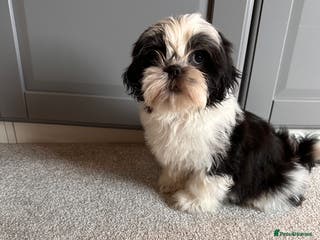 Shih Tzu dogs 3 gorgeous Shih Tzu boys - Advert 11