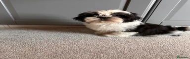 Shih Tzu Puppy 1