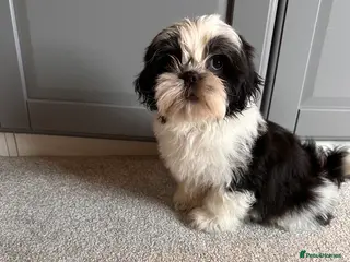 Shih Tzu dogs 3 gorgeous Shih Tzu boys - Advert 15