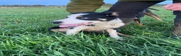 Border Collie dogs for sale: Todd - 4 yr Old Border Collie in Northallerton - Advert 5