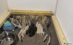 Whippet dogs for sale: 6x full breed pure whippet pedigree female pups - Image 1