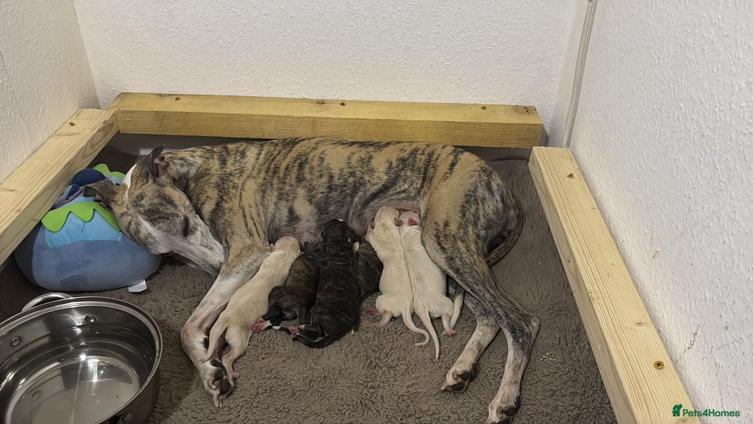 Whippet dogs for sale: 6x full breed pure whippet pedigree female pups - Image 1