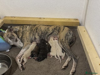Whippet dogs for sale - Advert 1