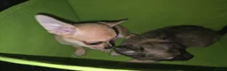 Chihuahua dogs for sale: Quality KC registered puppies  in Chatham - Advert 14