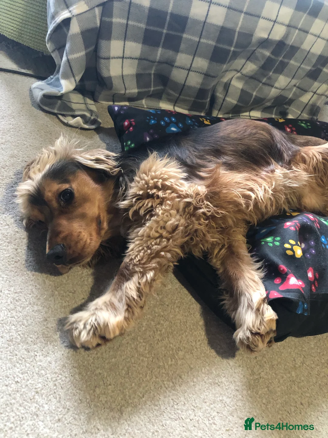 Cocker Spaniel dogs for stud: stunning sable cocker spaniel stud in Ormskirk - Advert 7