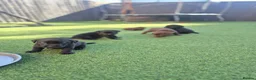 Labrador Retriever dogs for sale: Adorable chunky lab puppies  - Advert 15